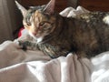 Young female cat with Amber eyes resting on her bed Royalty Free Stock Photo