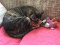 Young female cat resting with teddy Royalty Free Stock Photo