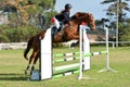 Horse and rider show jumping Royalty Free Stock Photo