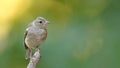 Young Female Chaffinch on Branch