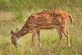 Young female chital or spotted deer in the forest of Ranthambore National Park. Safari, Rajasthan, India