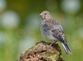 Young female Common linnet posing on a tree bark trunk with green background