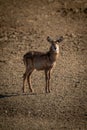 Young female common waterbuck stands on gravel Royalty Free Stock Photo