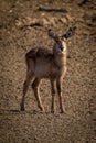 Young female common waterbuck stands watching camera Royalty Free Stock Photo