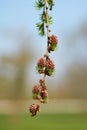 Young female cones of a Japanese larch Larix kaempferi in spring in a park