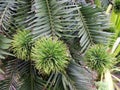 Young female cones of Wollemi Pines