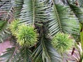 Young female cones of Wollemi Pines. Spring