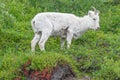 Young Female Dall Sheep Royalty Free Stock Photo