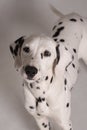Young dalmatian dog studio portrait Royalty Free Stock Photo