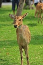 Young female deer