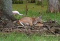 Young female doe deer resting Royalty Free Stock Photo