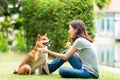 Young female and dog summer concept. The girl plays with the Shiba Inu dog in the backyard. Asian women are teaching and training