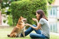 Young female and dog summer concept. The girl plays with the Shiba Inu dog in the backyard. Asian women are teaching and training