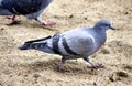 Young female dove in the sand Royalty Free Stock Photo