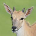 Young female eland antelope portrait. Royalty Free Stock Photo