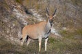 Young female Eland grounds nature reserve Royalty Free Stock Photo