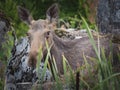 A young female elk close up.