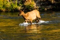 Young Female Elk Crossing Mountain Stream