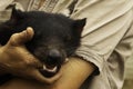 A young female endangered captive Tasmanian Devil wraps its teeth around its keeper`s finger Royalty Free Stock Photo