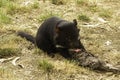 A young female endangered Tasmanian Devil feeds on a carcass in the early morning Royalty Free Stock Photo