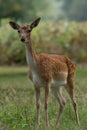 Young female fallow deer in autumn Royalty Free Stock Photo