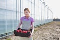 Young female farmer carrying newly harvest tomatoes in greenhouse