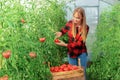 Young female farmer in greenhouse. Woman harvesting fresh vegetables Royalty Free Stock Photo