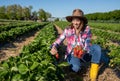 Young female farmer picking ripe strawberries in field Royalty Free Stock Photo