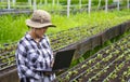 Young female farmer using laptop to record growth data of various vegetables on nursery plots in organic farm Royalty Free Stock Photo