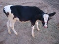 Young female Friesen calf! Royalty Free Stock Photo