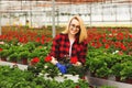 Young female gardener in gloves working in greenhouse, planting and taking care of flowers Royalty Free Stock Photo