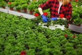 Young female gardener in gloves working in greenhouse, planting and taking care of flowers Royalty Free Stock Photo