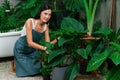 Young female gardener and tropical plant in minimalist garden. Blithe Royalty Free Stock Photo