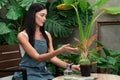 Young female gardener and tropical plant in minimalist garden. Blithe Royalty Free Stock Photo