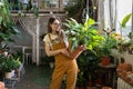 Young female gardener work, hold big flowerpot with houseplant. Florist care of plant in home garden Royalty Free Stock Photo