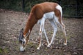 Young female gazelles eating grass in the zoo aviary. Springbok Antidorcas marsupialis Royalty Free Stock Photo