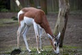 Young female gazelles eating grass in the zoo aviary. Springbok Antidorcas marsupialis Royalty Free Stock Photo