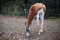 Young female gazelles eating grass in the zoo aviary. Springbok Antidorcas marsupialis Royalty Free Stock Photo