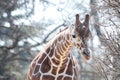 Young female giraffe Royalty Free Stock Photo