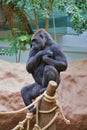 Young female gorilla Royalty Free Stock Photo