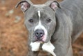 Young female gray blue and white American Pit Bull Terrier puppy dog outside on leash Royalty Free Stock Photo