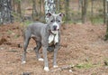Young female gray blue and white American Pit Bull Terrier puppy dog outside on leash Royalty Free Stock Photo