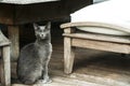 Young female gray cat