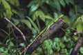 Young female green plumed basilisk lizard on branch at Tortuguero National Park Royalty Free Stock Photo