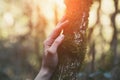 Young female hand touching old moss tree