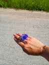 Young female hand wearing a small blue cornflower flower as a ring in sunlight