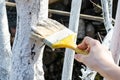 Young female hand is whitewashing fruit trees trunks. Way of protection from heat and sun. Painting young fruit trees