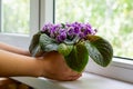 Young female hands hold flower pot with blossoming african violet flower saintpaulia