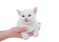 Hands holding white kitten isolated Royalty Free Stock Photo