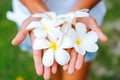 Young female hands offering frangipani, flumeria flowers Royalty Free Stock Photo